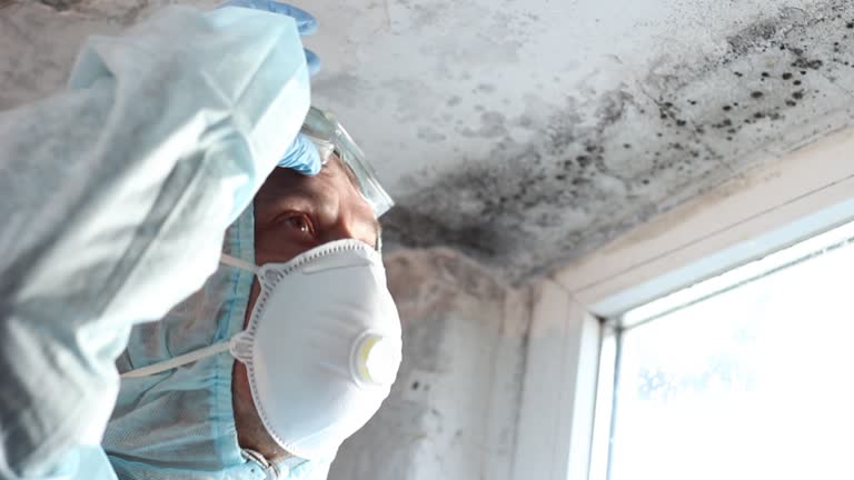 Why You Should Choose Our Mold Remediation Services in Zephyrhills North, FL